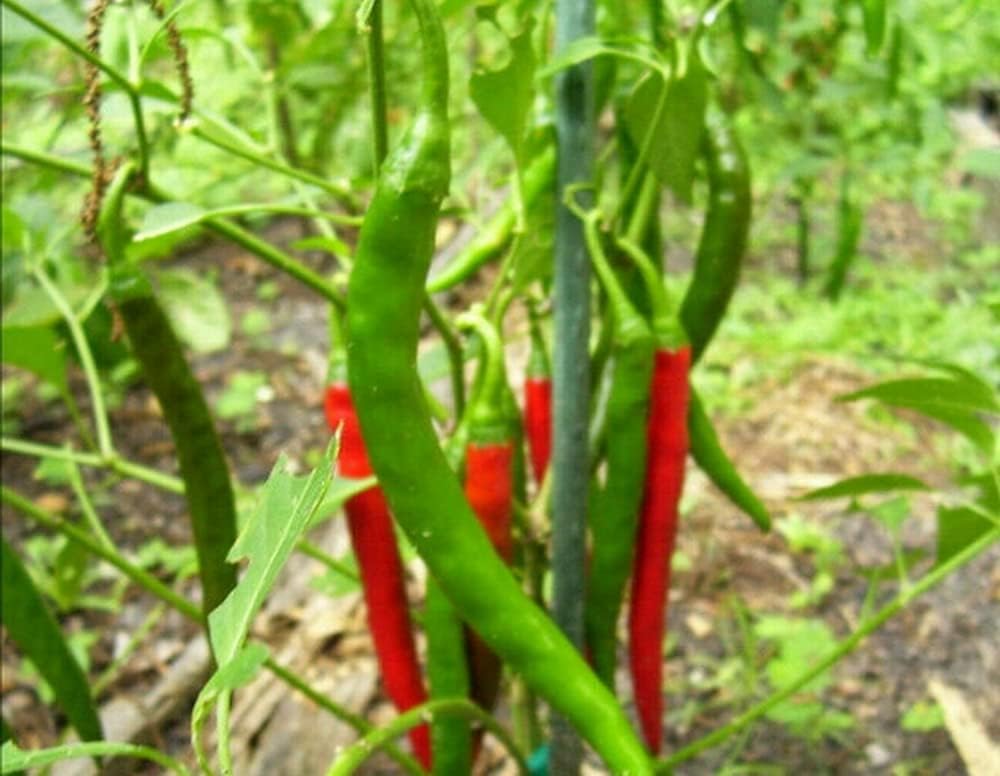 250 semillas largas de chile de cayena roja, sin OMG, semillas siempre frescas. Semillas de siembra para huerto doméstico