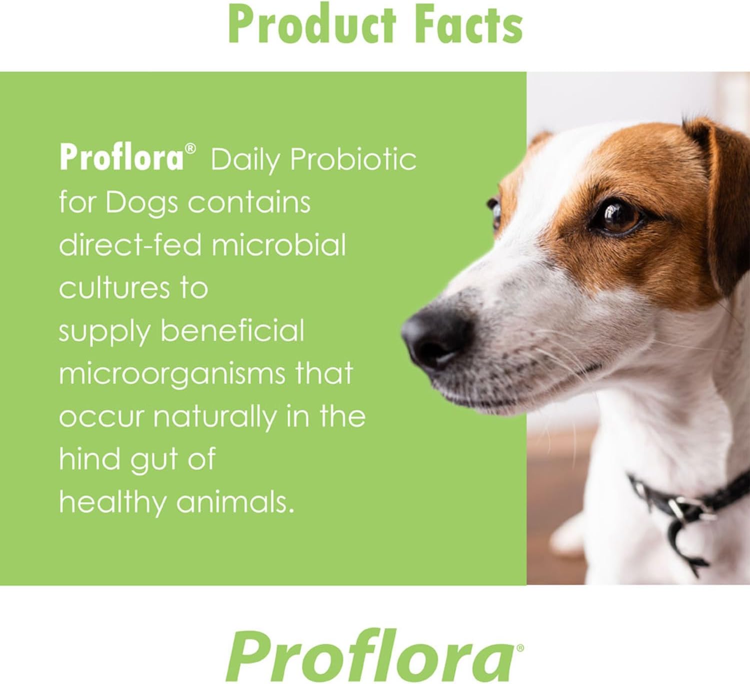 Probióticos Proflora para perros salud intestinal completa y apoyo inmunológico. Probióticos digestivos de múltiples cepas fáciles de usar.