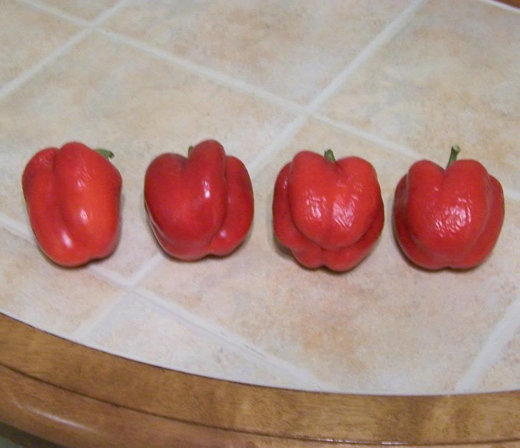 100 Pimiento Pimiento (rojo dulce PimientioItalianelleQueso, Asado, Freír Pimienta) Capiscum Annuum