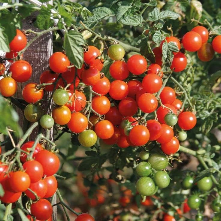 Tomate Cherry Maskotka Cascading Trasero Enano Arbusto Tomate 50+ Semillas para plantar sin OMG