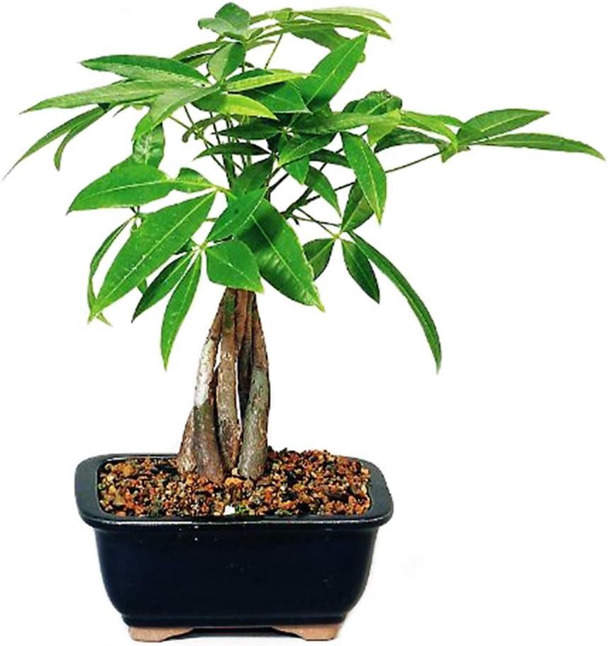 9GreenBox – Árbol de castaño acuático (money tree) en maceta de cerámica