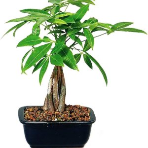 9GreenBox – Árbol de castaño acuático (money tree) en maceta de cerámica 9GreenBox – Árbol de castaño acuático (money tree) en maceta de cerámica