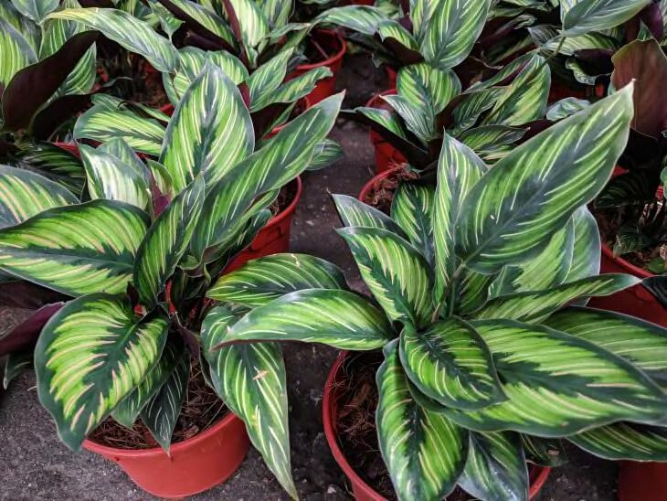 Gardenera Mezcla para macetas Calathea de primera calidad, hecha para un crecimiento vibrante y un follaje llamativo, 1 cuarto de galón