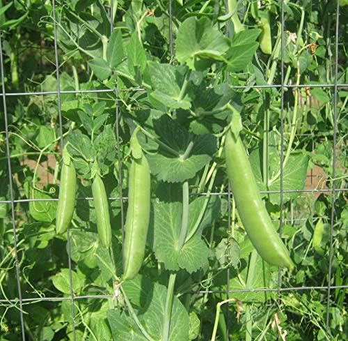 60 semillas de guisantes de azúcar para plantar reliquia sin OMG, más de 0.49 oz de supervivencia a granel de vegetales de jardín