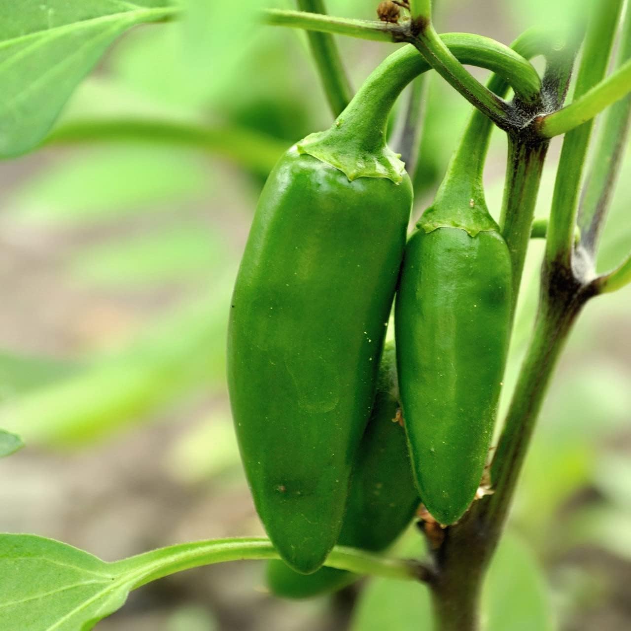 Todd de la Reliquia de semillas Jalapeno Tam Hot pimienta semillas1G paquete