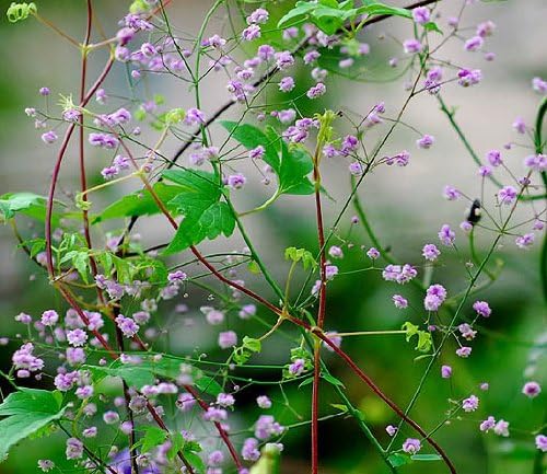 5 Chinese Meadow RUE Yunnan Thalictrum Dipterocarpum syn. Delavayi Pink & Yellow Flower Seeds *Comb SH