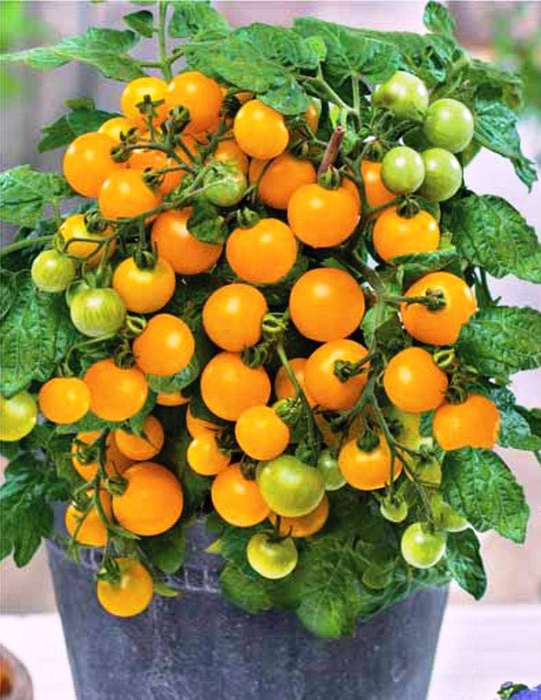 Semillas de tomate enano de interior amarillo determinan reliquia no transgénica