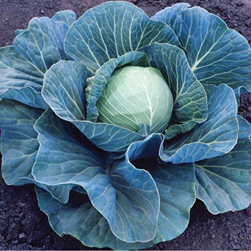 Park Seed Stonehead – Semillas de col híbridas, tiernas y ricas, paquete de 100 unidades