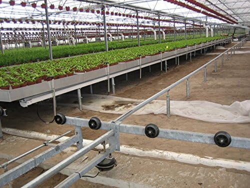 Nellie R. Stevens Holly – 15 plantas vivas – Cobertura de privacidad de hoja perenne