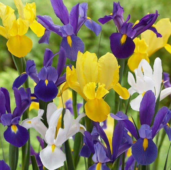 Votaniki Bulbos de flores de iris holandeses  Bombillas de iris mixtos – Perfecto para plantar en otoño  Larga duración – Bombillas de flores de