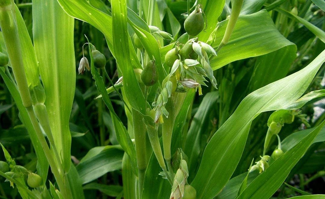 Semillas Coix Mijo Lágrimas de Trabajo Flores Anuales
