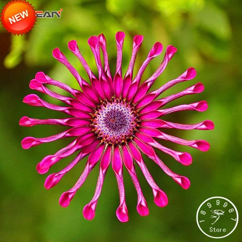 50 semillas frescas de flores de osteospermum para plantar multicolor