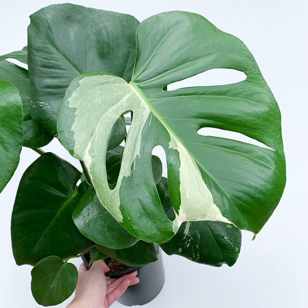 QAUZUY GARDEN 50 semillas Monstera, filodendro de hoja dividida, planta de queso suizo, hoja de ventana, semillas de ceriman, semillas de reliquia