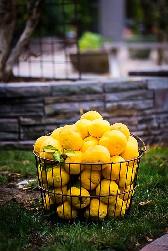 ‘s Premium Citron Tree – Mezcla de suelo de árbol de cítricos, la mezcla ideal de nutrientes y aireación para cultivar árboles cítricos saludables y