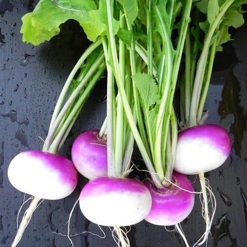 Semillas de parcela de comida de ciervo de nabo púrpura de 1 libra