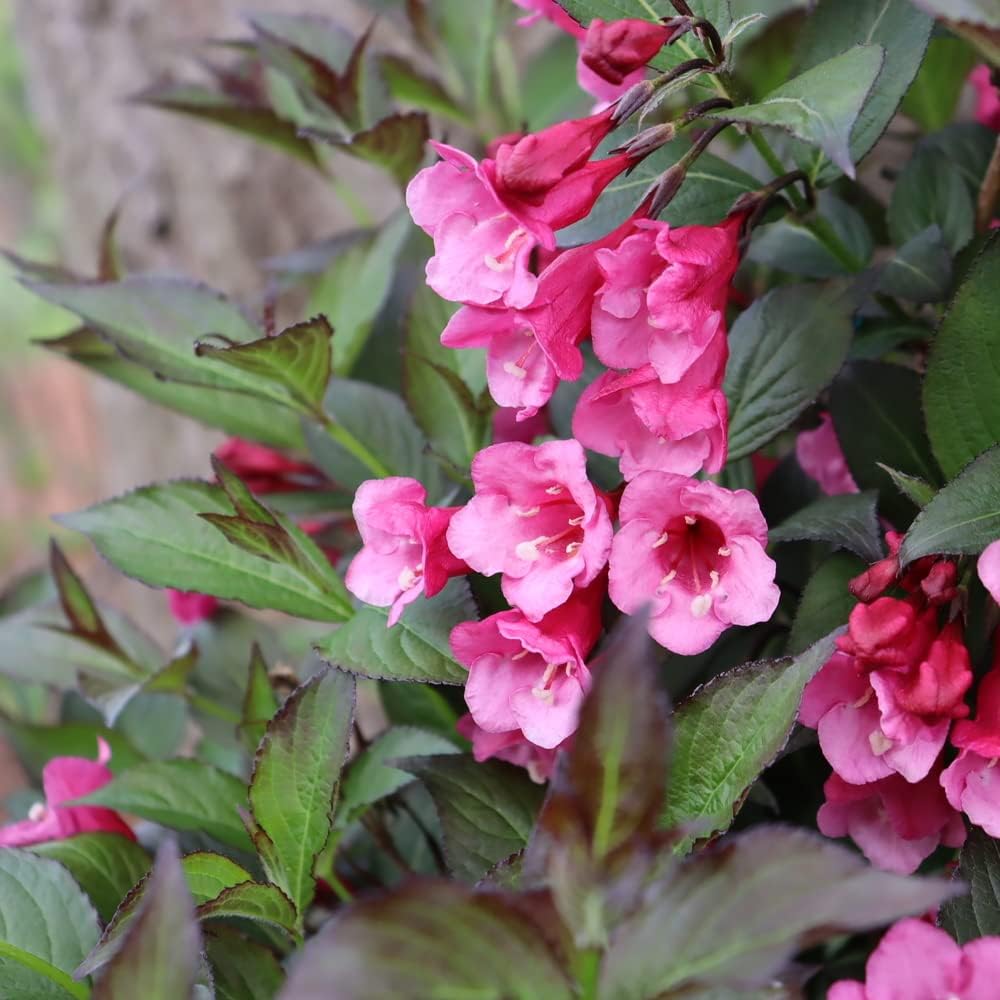 Planta viva Sonic Bloom Wine (Weigela) de 1 galón, flores rosadas