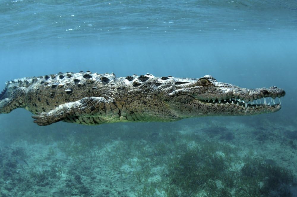 Póster de cocodrilo americano (Crocodylus acutus) en Jardines de la Reina en Cuba por VWPicsStocktrek Images (17 x 11)