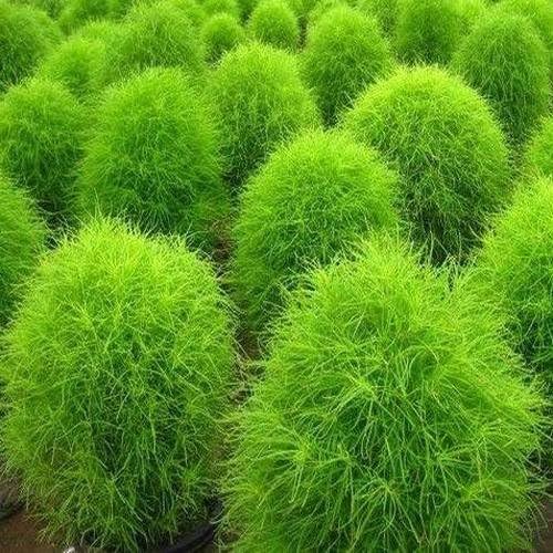 Outsidepride 5000 semillas Kochia Trichophylla ardientes de la planta del follaje del arbusto semilla para plantar