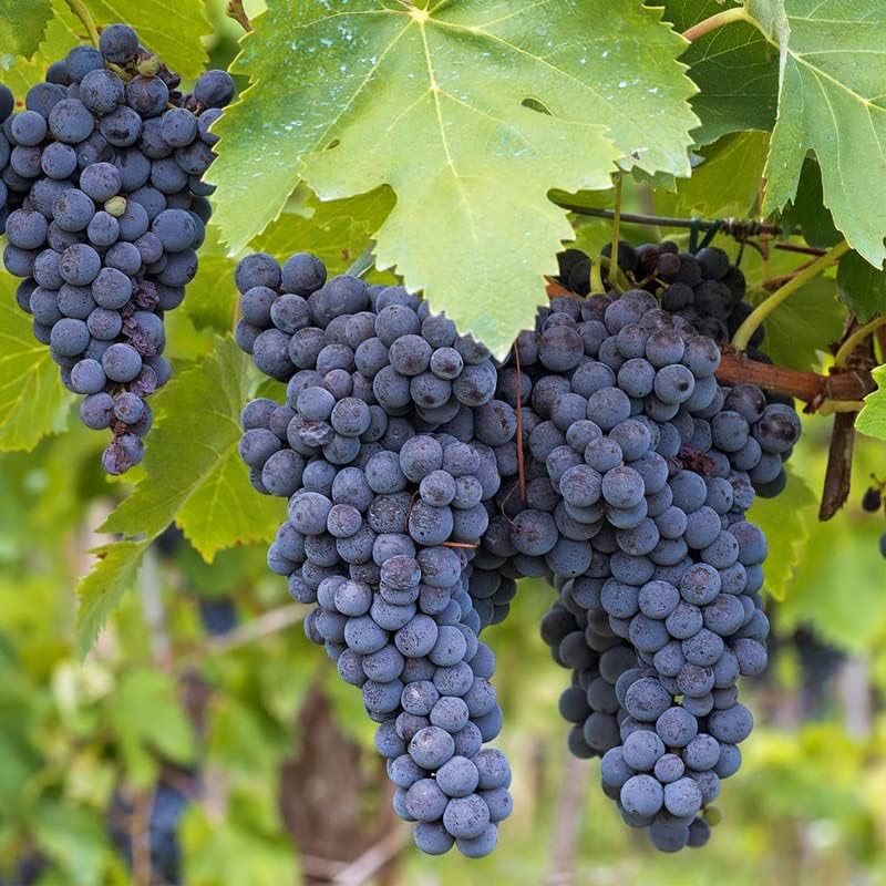 Concord – Planta viva de vid de uva de 1 a 2 años de edad, planta de uva Concord – Frutos de uva dulces vivos para cultivar, árbol frutal de uva sin