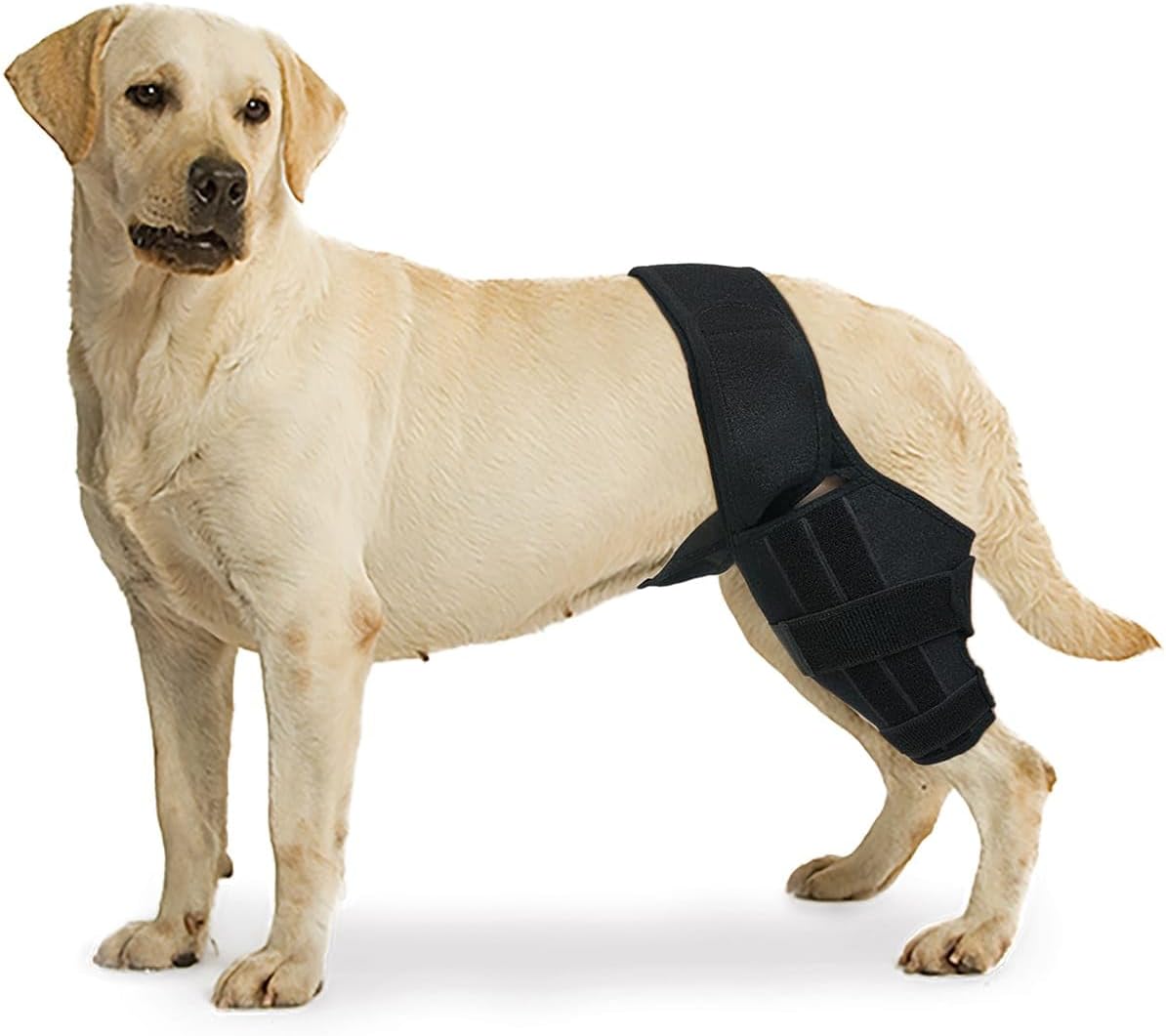 Rodillera para perro, lesión del ligamento cruzado de la pierna trasera para desgarro del ligamento cruzado anterior CCL, dolor articular e