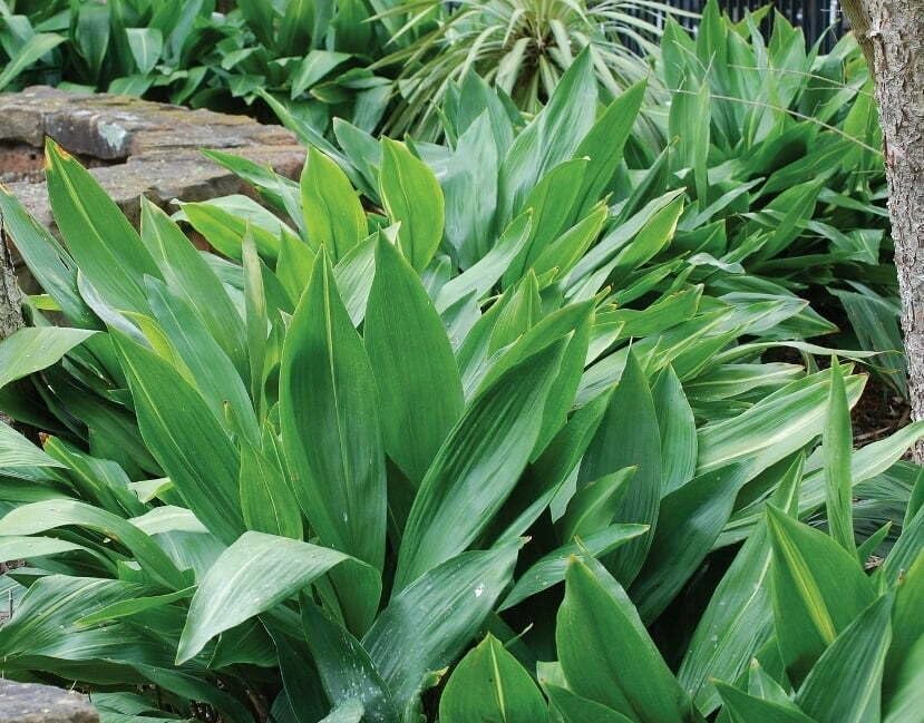 Nuevas semillas frescas de plantas Aspidistra 100pcs Generic