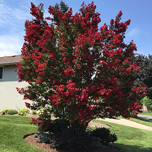 Crape Myrtle Dynamite Red  3 plantas vivas  Flores rojas vívidas y crecimiento resistente, planta viva, arbusto ornamental para una impresionante
