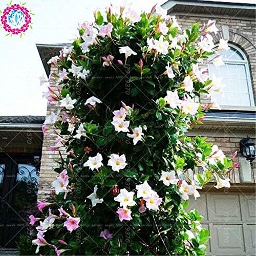 Semillas frescas de flores Mandevilla Sanderi para plantar rosa y blanco