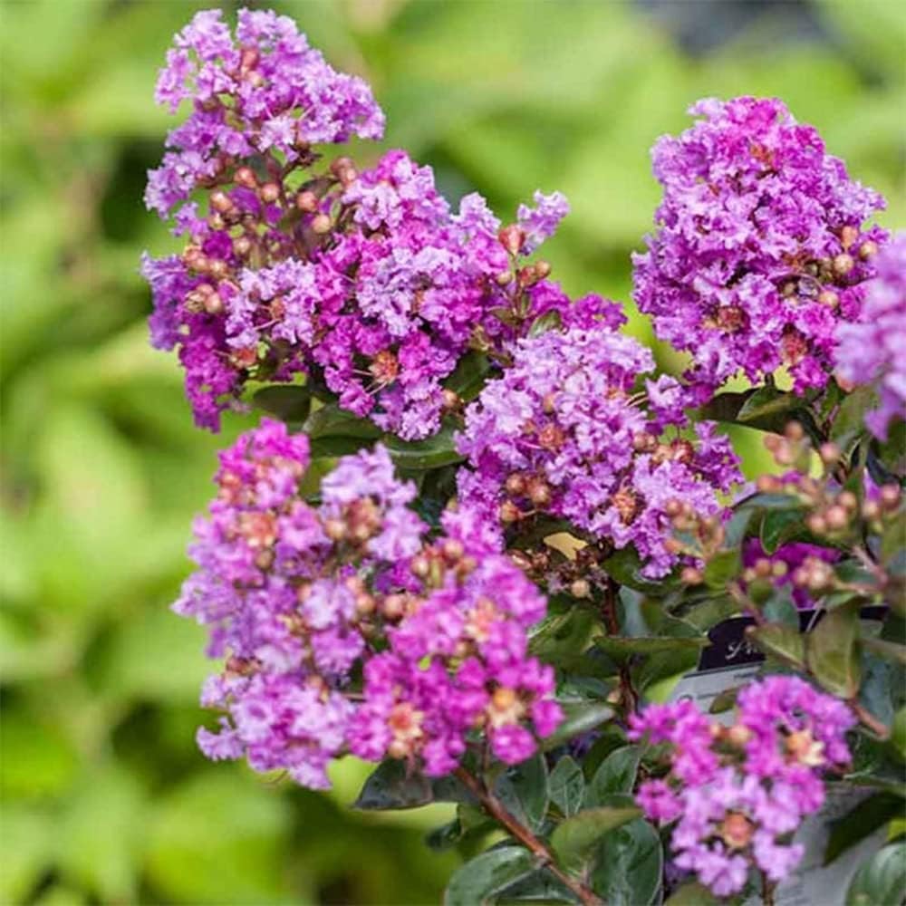 QAUZUY GARDEN 20 semillas de mirto de crepé de lagerstroemia moradas, coloridas flores de verano de larga duración, arbusto perenne, arbusto