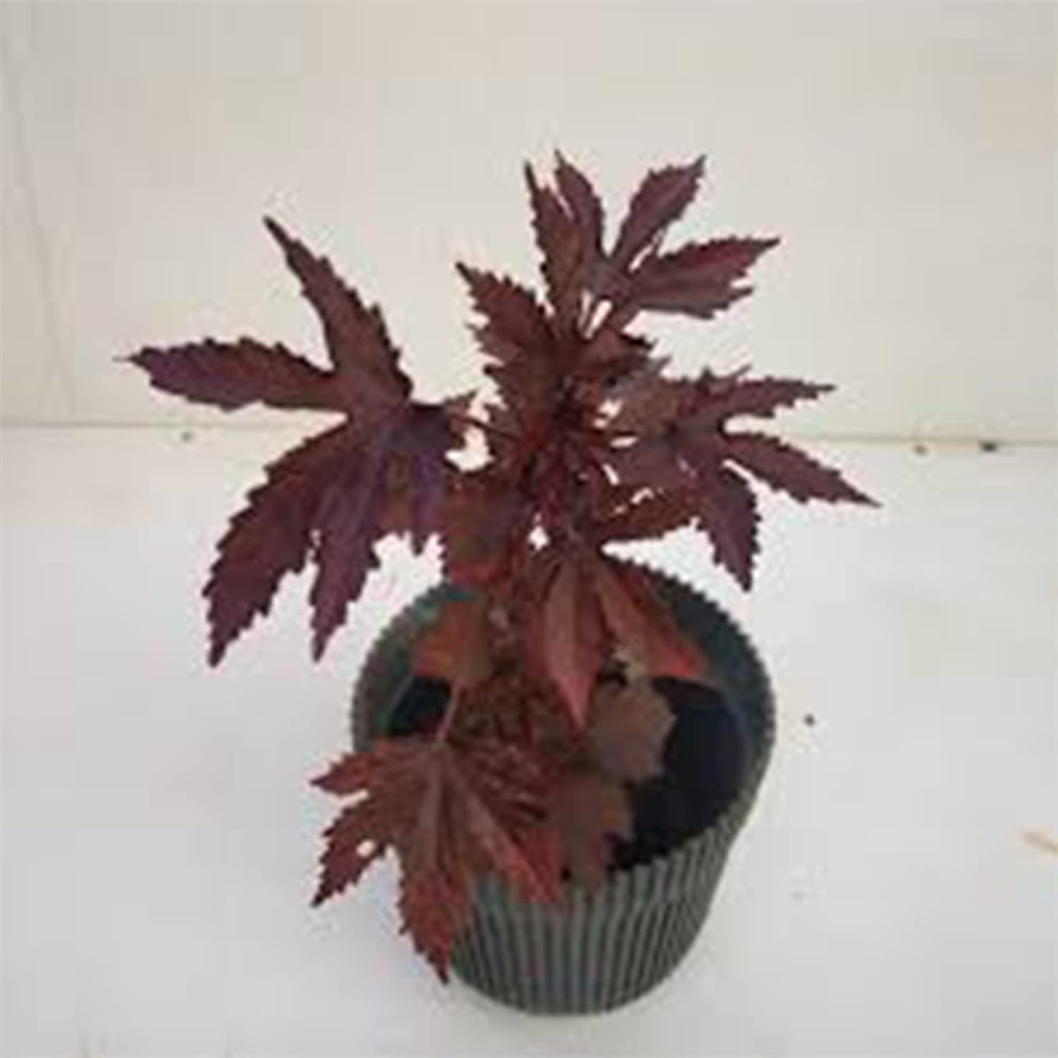 5 Hibiscus Cranberry, Semillas de arándano,Hibiscus Acetosella, Comestibles – QAUZUY GARDEN