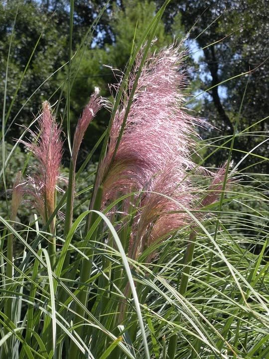 Greenwood Nursery Hierbas ornamentales en vivo – Hierba rosa de las pampas + Cortaderia Selloana – Cantidad 2 macetas de pinta – (Haga clic para