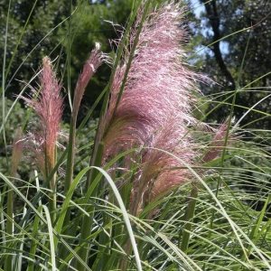 Greenwood Nursery Hierbas ornamentales en vivo – Hierba rosa de las pampas + Cortaderia Selloana – Cantidad 2 macetas de pinta – (Haga clic para Greenwood Nursery Hierbas ornamentales en vivo – Hierba rosa de las pampas + Cortaderia Selloana – Cantidad 2 macetas de pinta – (Haga clic para
