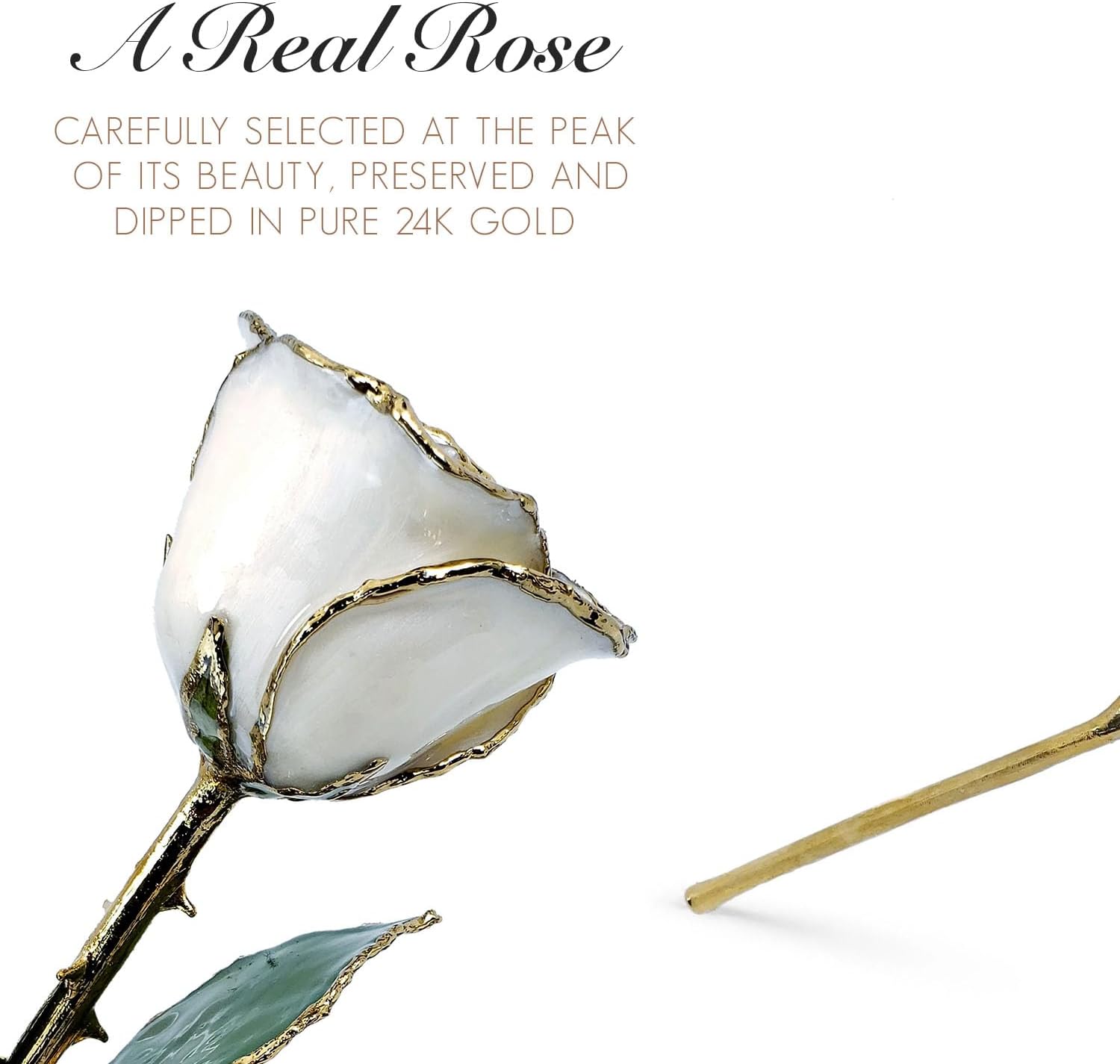 Forever Rose Rosa perla blanca bañada en oro de 24 quilates, piedra natal de junio, una rosa única y eterna perla blanca real bañada en oro de 24