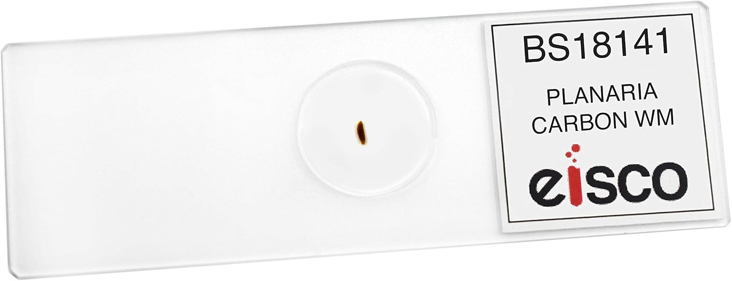 EISCO Carbon Fed Planaria, Wholemount – Diapositiva para microscopio preparado – 2.953 x 0.984 in – Biología y Microscopía