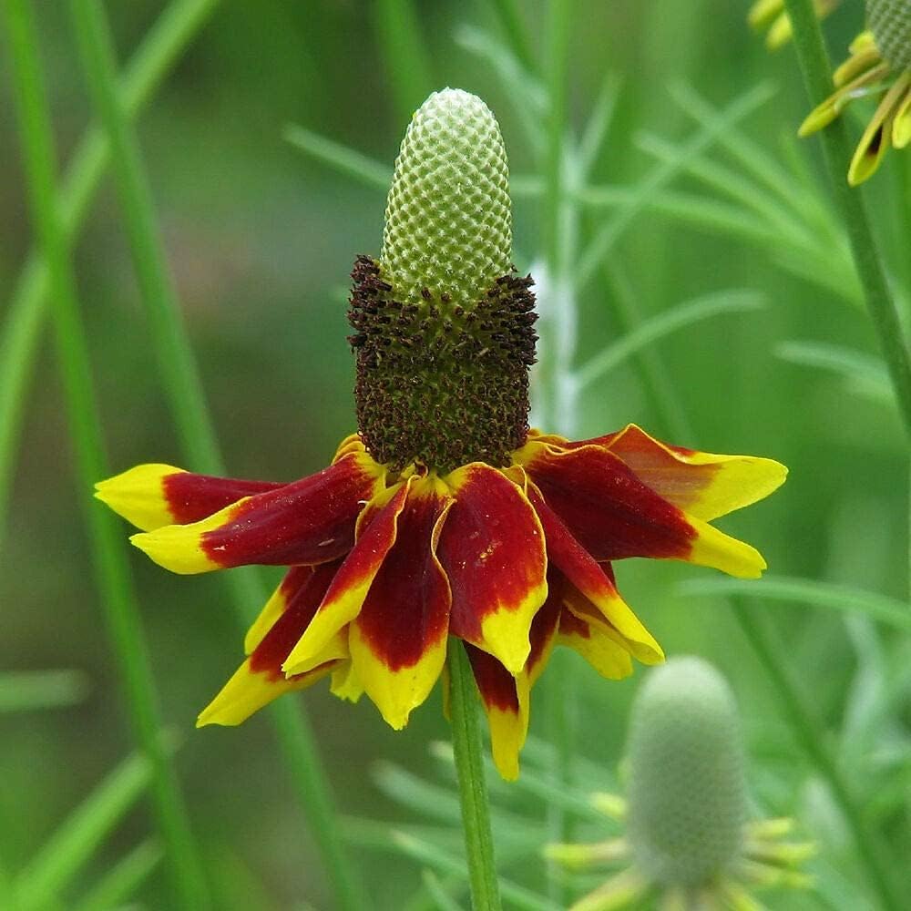 Sombrero mexicano, semillas de flor de sombrero mexicano rojo, más de 100 semillas por paquete.