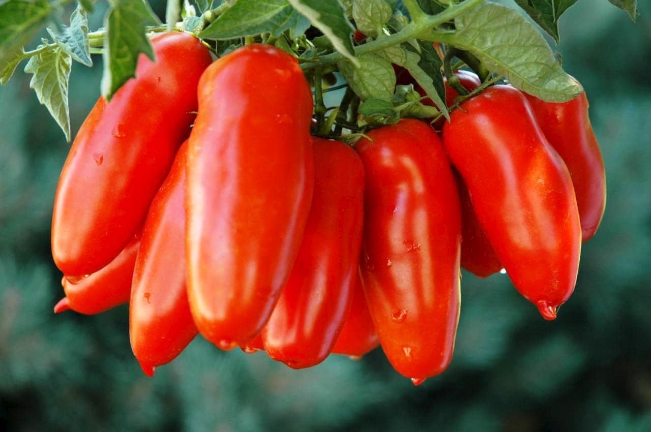 RAISE ME UP Semillas Tomate Pepper-Shaped Red Scarlet Mustang (Tiene Forma Como Pimienta) Heirloom Indeterminado No GMO