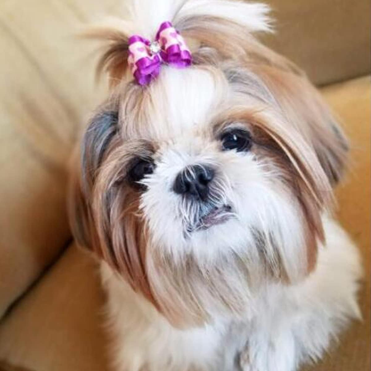 FZBNSRKO – 10 lazos para perros, gatos y perros, doble lazo para el pelo de perro pequeño, accesorios de aseo (0.8 x 1.2 pulgadas)
