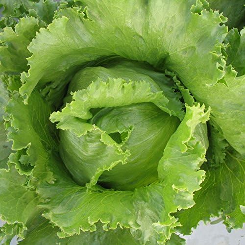 Semillas Vegetales Crisphead Lechuga Iceberg Hoja Crujiente Heirloom para Ensaladas – 1000 Semillas