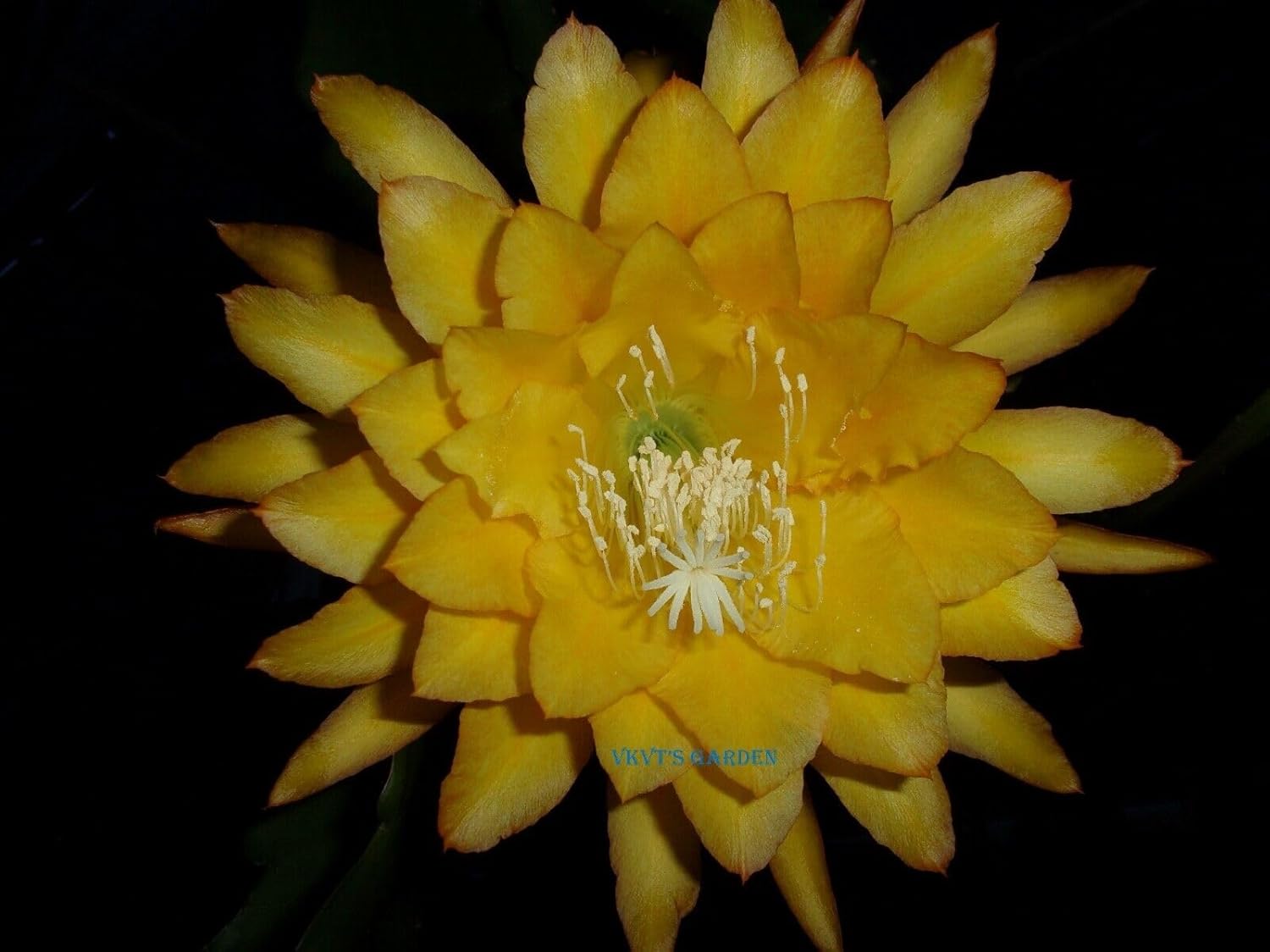 1 Corte Epiphyllum Orchid Cactus ” Yellow Tang ” Fragante – Corte