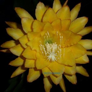 1 Corte Epiphyllum Orchid Cactus ” Yellow Tang ” Fragante – Corte 1 Corte Epiphyllum Orchid Cactus ” Yellow Tang ” Fragante – Corte