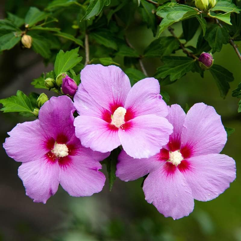 1 rosa rosa de Sharon plantas vivas para plantar, plantas de flores de hibisco Althea, plantas de hibisco siriaco viven en un recipiente de cuarto