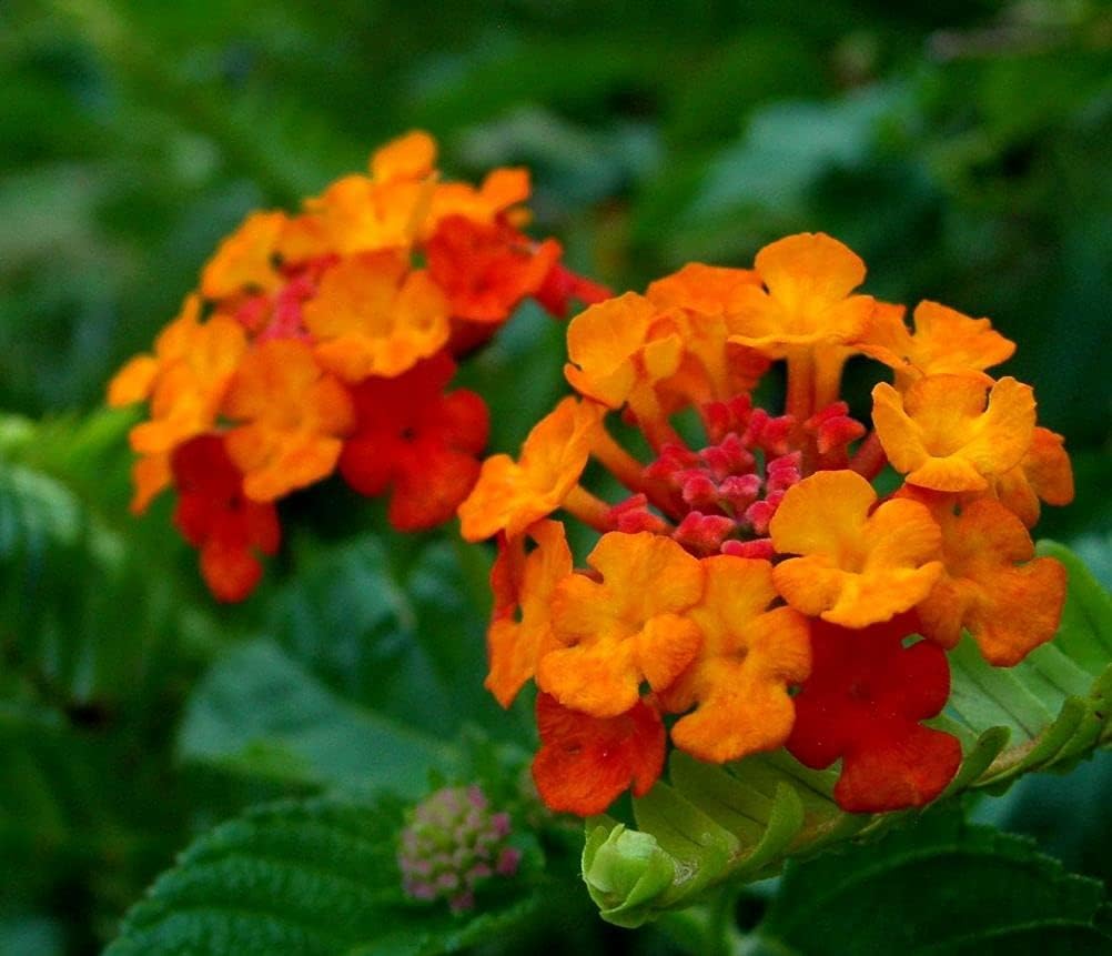 99roadsgarden Lantana Mix 100+ semillas de flores fáciles de cultivar para interiores y exteriores