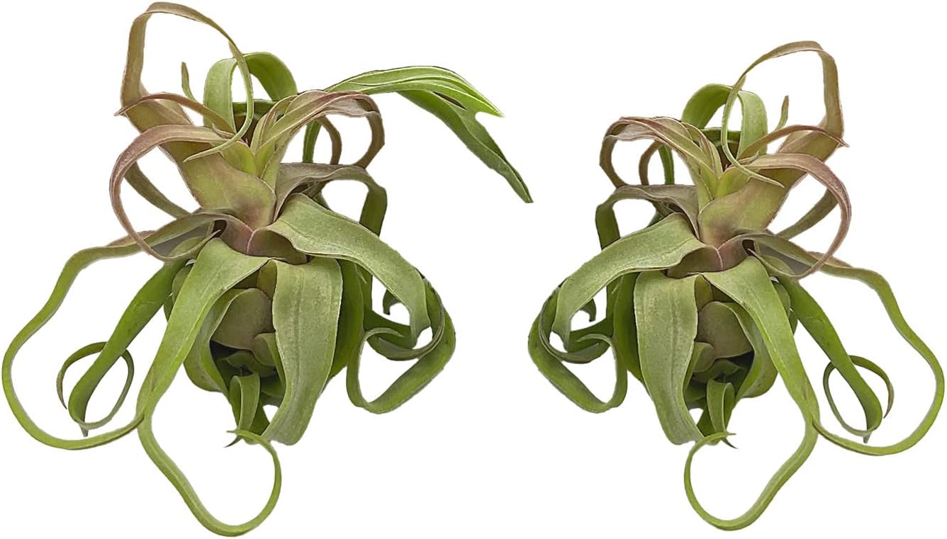Plantas de aire vivo  Tillandsia Streptophylla grande  2 unidades de 3 a 5 pulgadas  Ideal para regalos y regalos, plantas de interior vivas y