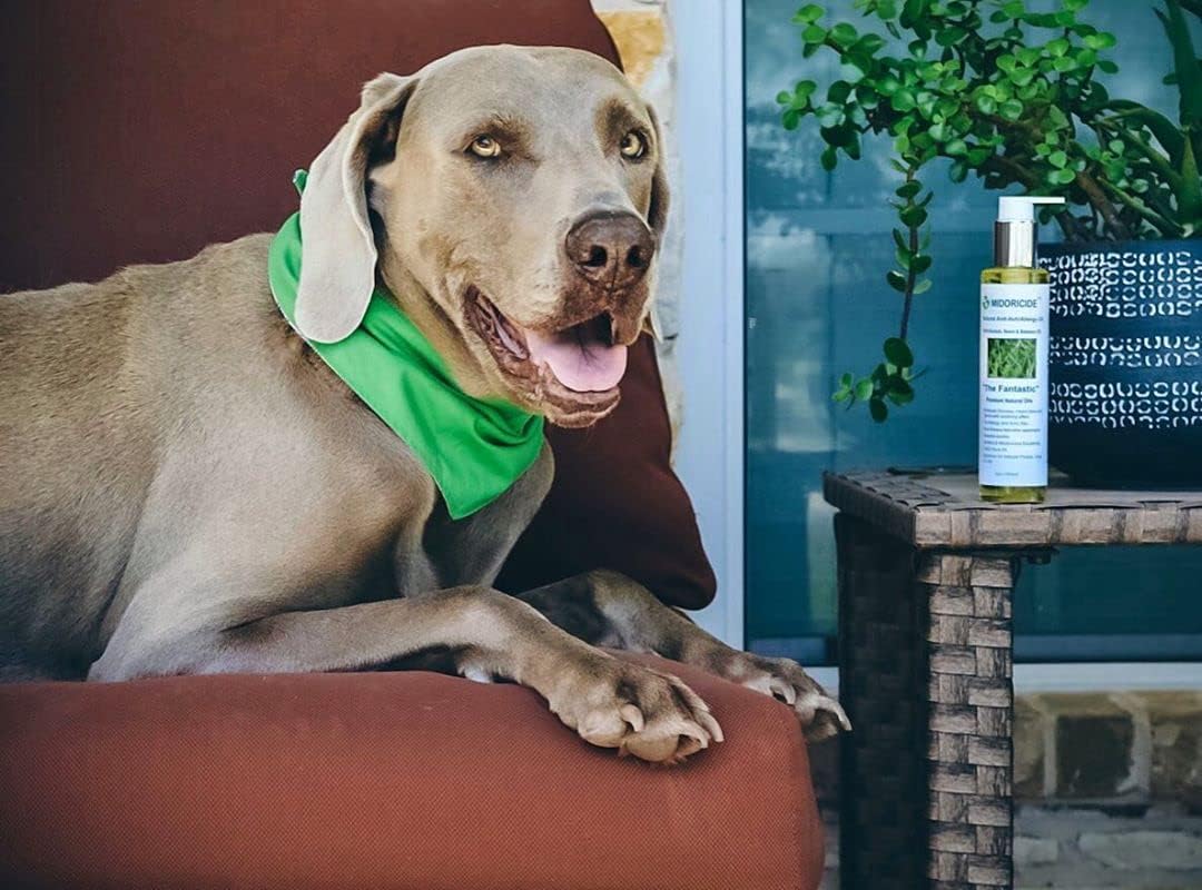 Aceite natural PET antipicazónalergia, con baobab, neem y babassu, 6 onzas, irritado, remedio para la picazón o alivio de la piel seca para perros y