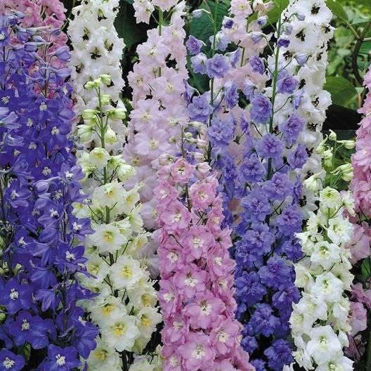 Semillas de flores de Delphinium mixtas – Más de 100 semillas – Cultiva flores silvestres de Delphinium majestuosas – Fabricado en Estados Unidos