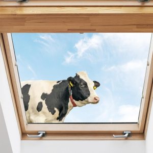 SXAOUIM Calcomanías de pared, ideales para habitación, sala de estar, paredes, cocina, dormitorio y más, calcomanías de pared de vidrio SXAOUIM Calcomanías de pared, ideales para habitación, sala de estar, paredes, cocina, dormitorio y más, calcomanías de pared de vidrio