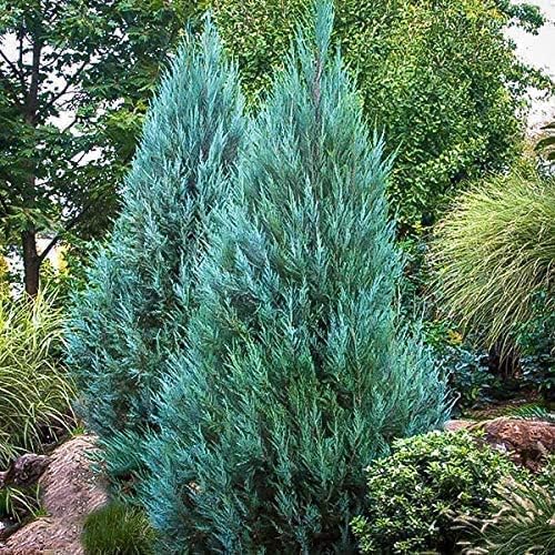 Blue Point Juniper  20 árboles vivos  Juniperus Chinensis  Plantas de hoja perenne de bajo mantenimiento tolerantes a la sequía