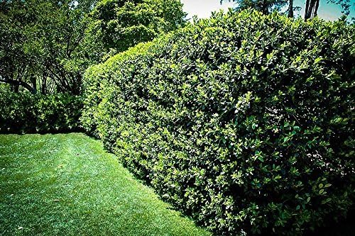 Nellie R. Stevens Holly – 15 plantas vivas – Cobertura de privacidad de hoja perenne