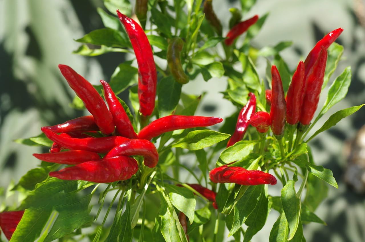 Tabasco – Semillas de pimiento picante, más de 1000 semillas, semillas de vegetales para plantar