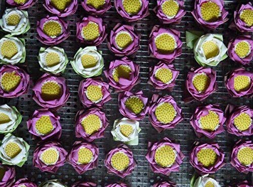 Tea Lotus Flor de té de hierbas secas flor entera – 5 por caja