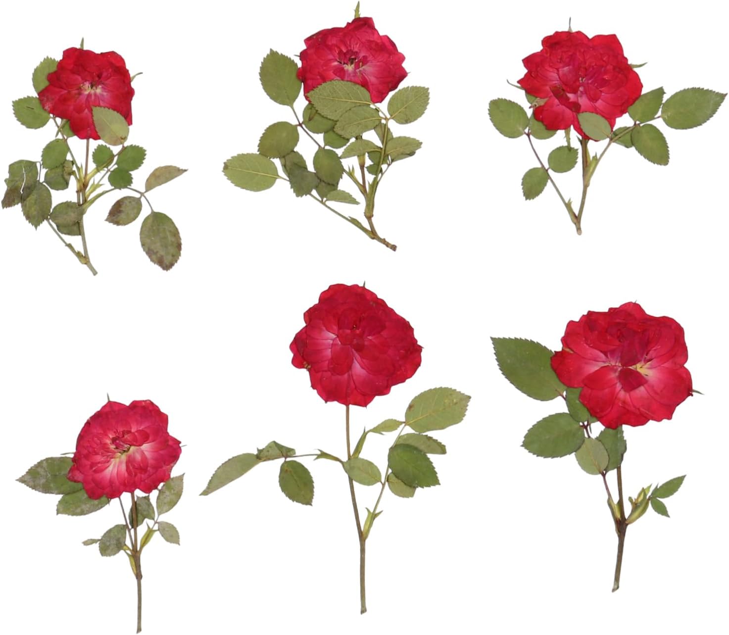 EXCEART 1 juego de flores secas, hojas prensadas secas, tallo de pino prensado real para decorar hojas secas para hacer velas, decoración de